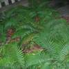 Korean Tassel Fern